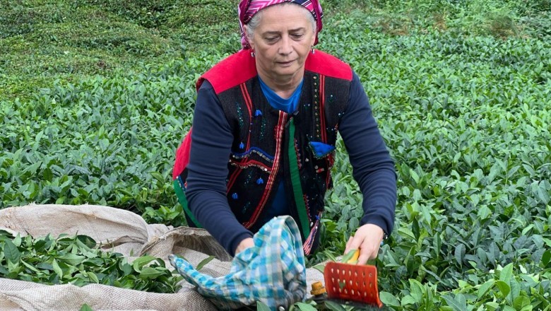 CHP Trabzon Milletvekili Sibel Suiçmez: “Çay üreticisinin alın teri, özel sektörün insafına bırakılamaz”